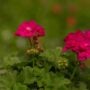 Geranium – Calliope Medium Deep Rose – 8″ Patio Pot
